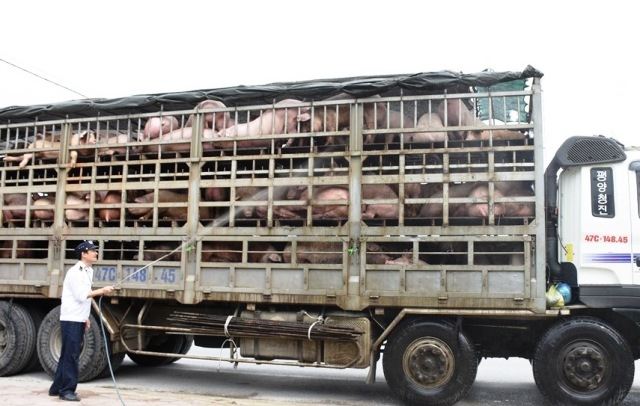 NÓNG: Dịch tả lợn châu Phi lan đến Nghệ An