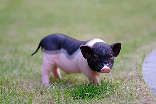 Rộ nuôi heo cảnh mini Trung Quốc giá vài triệu đồng một con