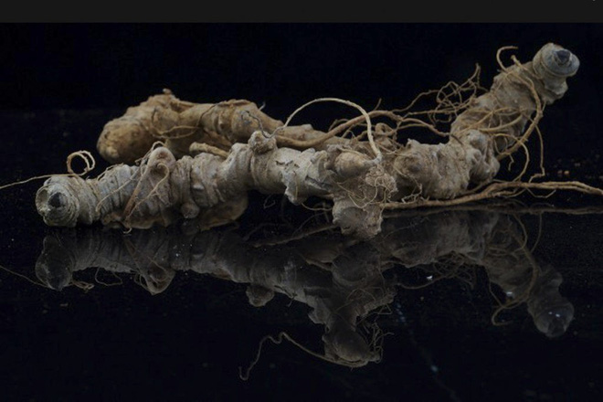 Sâm Ngọc Linh đi máy bay về Hà Nội, giá cả trăm triệu đồng/kg