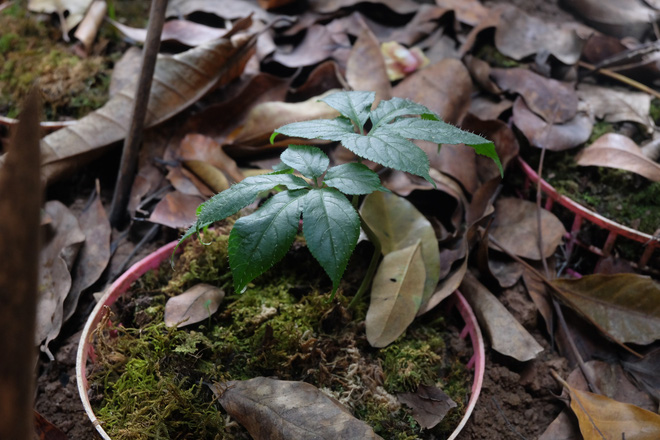 Sâm Ngọc Linh đi máy bay về Hà Nội, giá cả trăm triệu đồng/kg