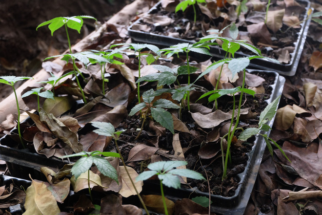 Sâm Ngọc Linh đi máy bay về Hà Nội, giá cả trăm triệu đồng/kg