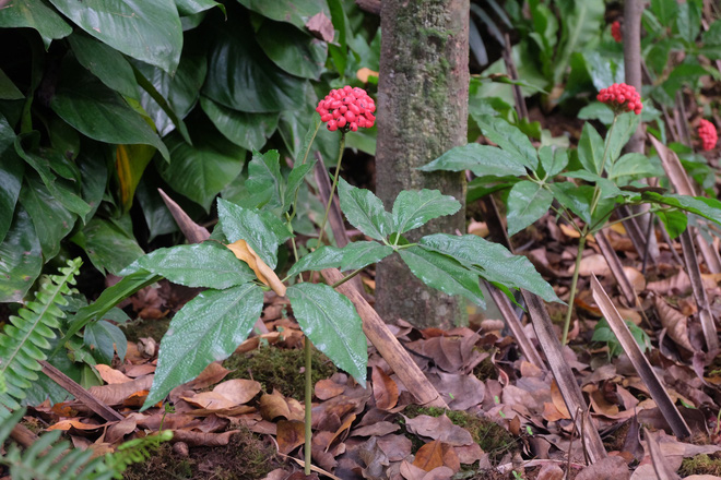 Sâm Ngọc Linh đi máy bay về Hà Nội, giá cả trăm triệu đồng/kg