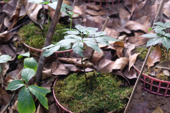 Sâm Ngọc Linh đi máy bay về Hà Nội, giá cả trăm triệu đồng/kg