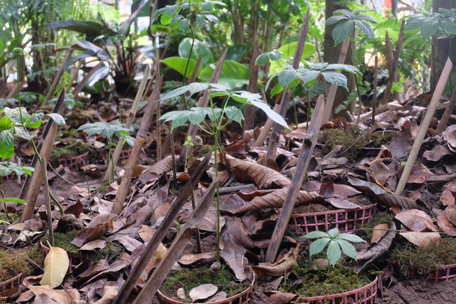 Sâm Ngọc Linh đi máy bay về Hà Nội, giá cả trăm triệu đồng/kg