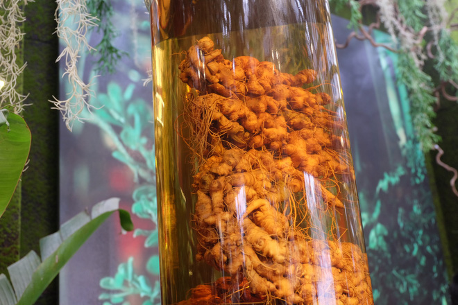 Sâm Ngọc Linh đi máy bay về Hà Nội, giá cả trăm triệu đồng/kg