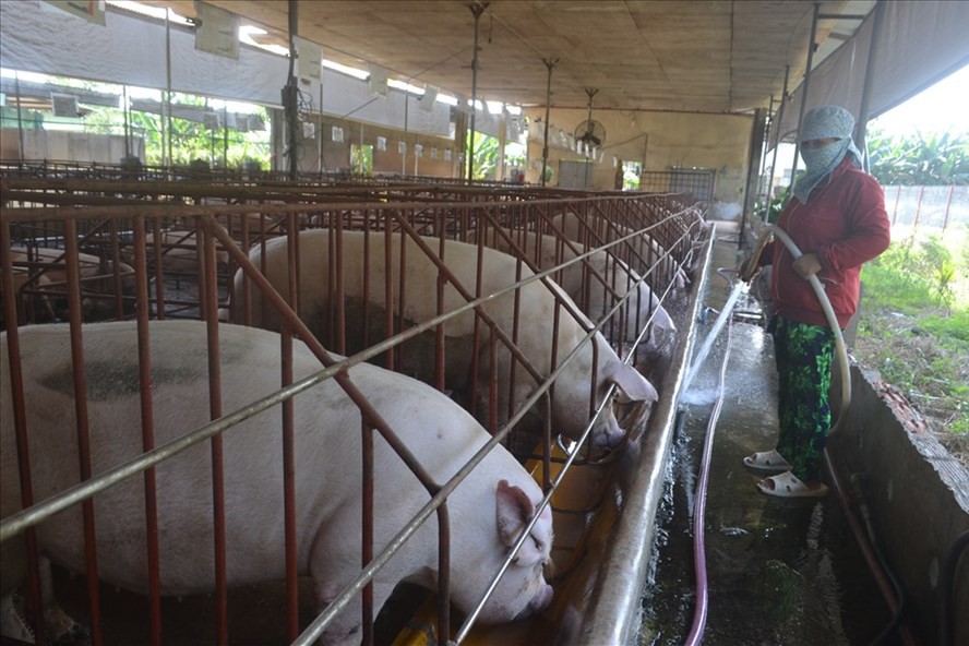 Đồng Nai: Phạt nặng xe vượt trạm kiểm dịch dịch tả lợn Châu Phi