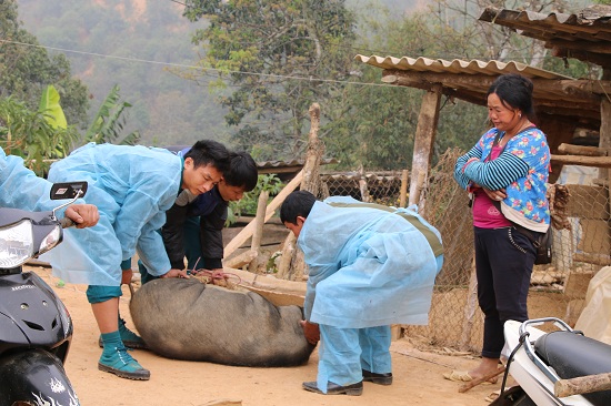 Dịch tả lợn châu Phi: Khóc đỏ mắt nhìn chôn con lợn to như con nghé
