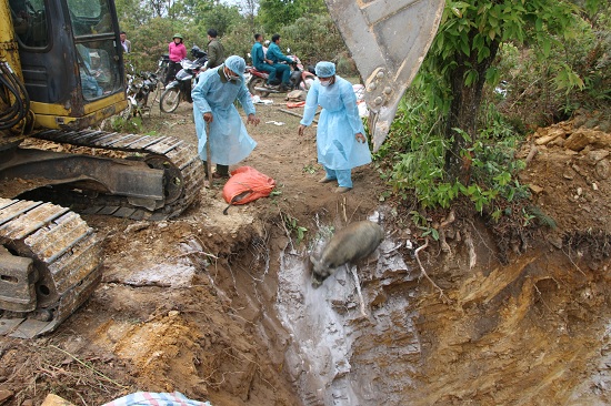Dịch tả lợn châu Phi: Khóc đỏ mắt nhìn chôn con lợn to như con nghé