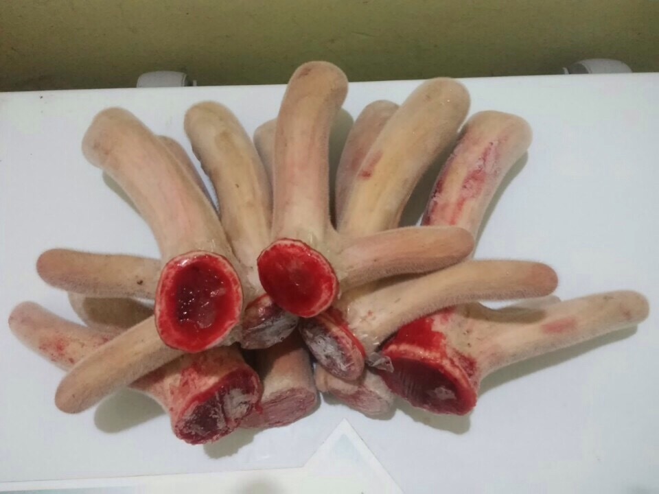 Nhung hươu tăng cường sức khỏe tình dục