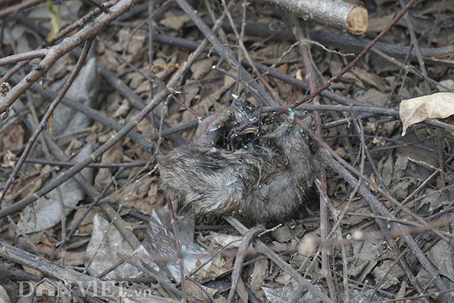 Sống chung với sợ hãi: Cẩu tháp lơ lửng trên đầu nhiều năm