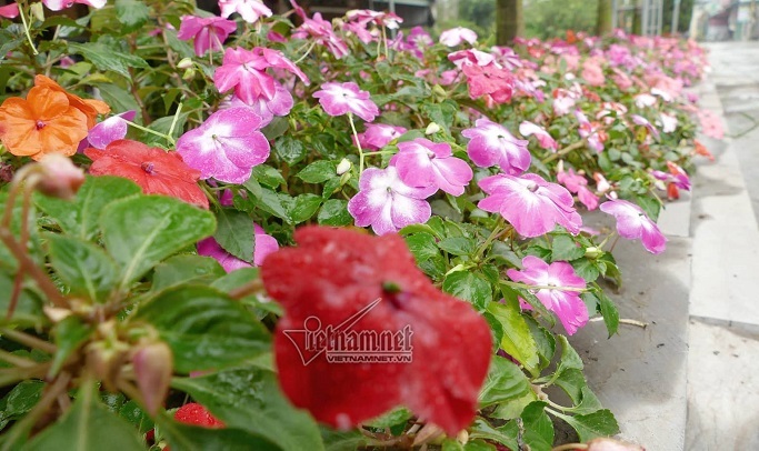 Làng tỷ phú ở Nam Định, cách vài chục mét có một dinh thự