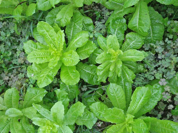 Từ vụ nhiễm sán lợn: Đây mới là con đường dẫn đến bị nhiễm sán kinh hoàng nhất