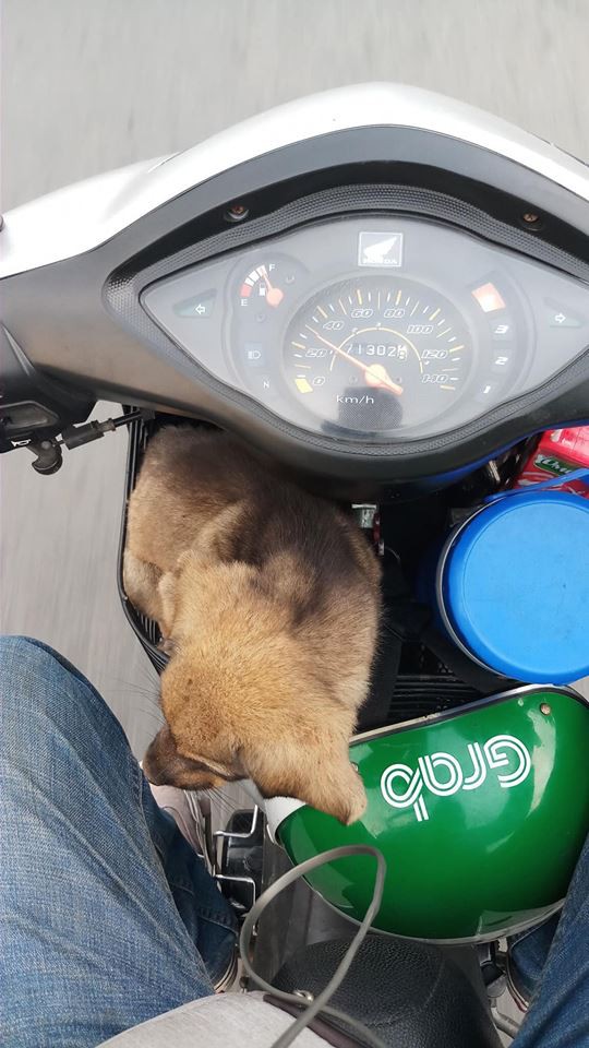 Bắt gặp ánh mắt ám ảnh của chú cún trơ xương bên vệ đường, anh tài xế Grab đã có một hành động hút vạn like
