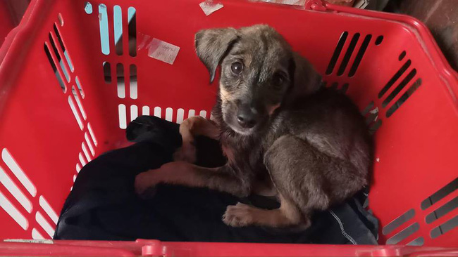 Bắt gặp ánh mắt ám ảnh của chú cún trơ xương bên vệ đường, anh tài xế Grab đã có một hành động hút vạn like