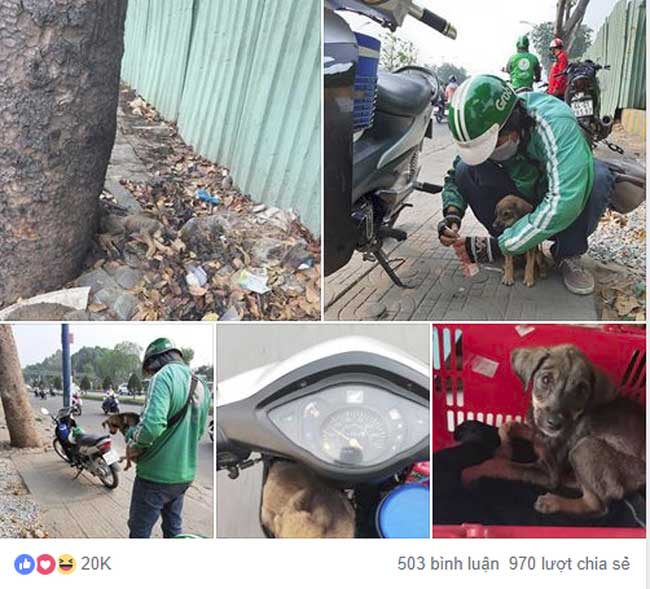 Bắt gặp ánh mắt ám ảnh của chú cún trơ xương bên vệ đường, anh tài xế Grab đã có một hành động hút vạn like