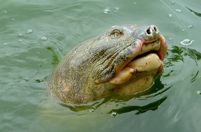 Tiêu bản rùa hồ Gươm được trưng bày trong lồng kính chống đạn