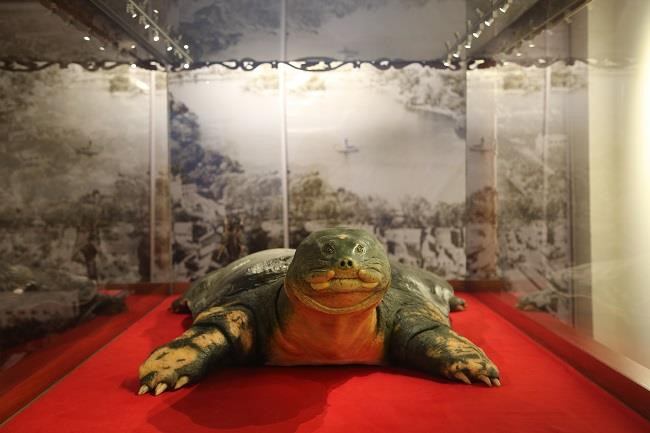 Tiêu bản rùa hồ Gươm được trưng bày trong lồng kính chống đạn