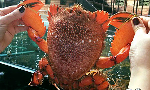 Cua huỳnh đế giá tăng vẫn cháy hàng