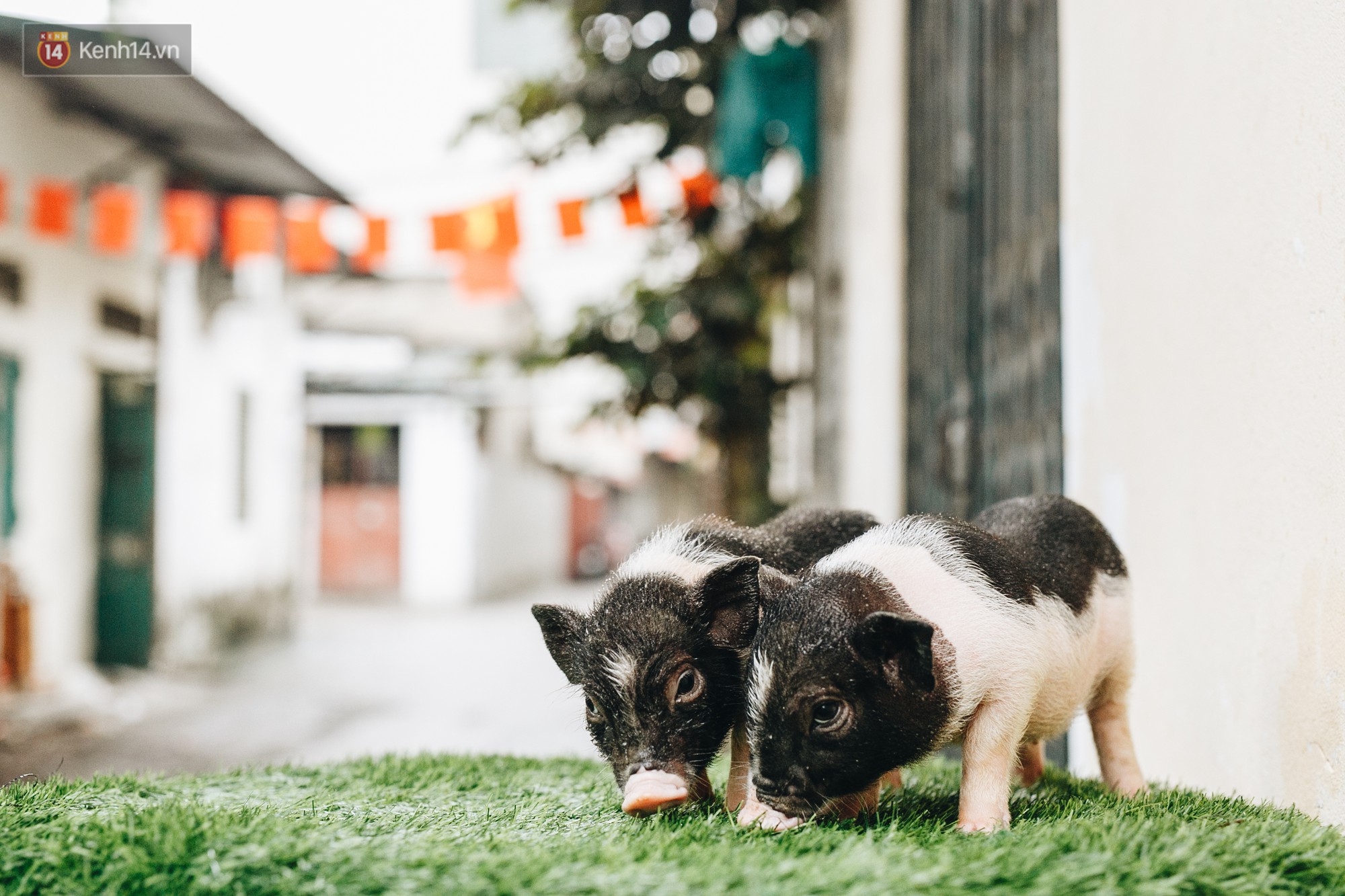 Giữa sức nóng dịch tả, giới trẻ Hà thành vẫn săn lùng lợn cảnh mini giá vài triệu làm thú cưng