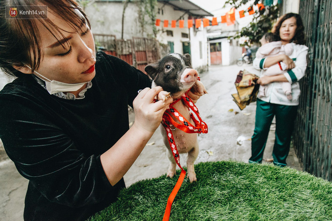 Giữa sức nóng dịch tả, giới trẻ Hà thành vẫn săn lùng lợn cảnh mini giá vài triệu làm thú cưng