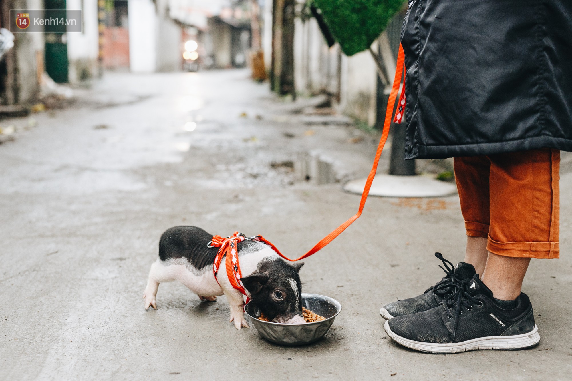 Giữa sức nóng dịch tả, giới trẻ Hà thành vẫn săn lùng lợn cảnh mini giá vài triệu làm thú cưng