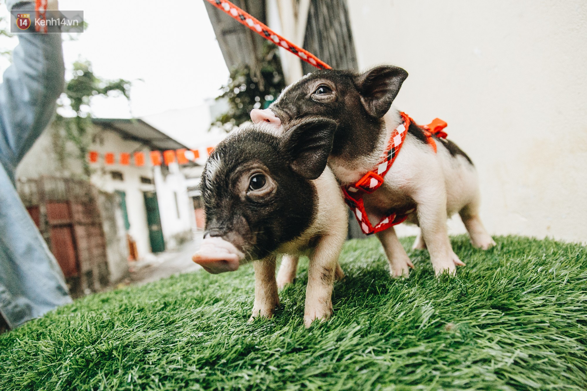 Giữa sức nóng dịch tả, giới trẻ Hà thành vẫn săn lùng lợn cảnh mini giá vài triệu làm thú cưng