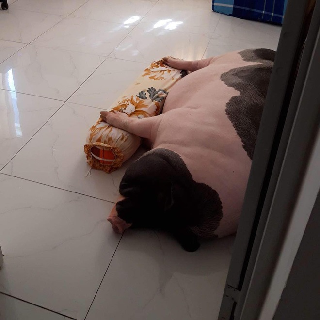 Giữa sức nóng dịch tả, giới trẻ Hà thành vẫn săn lùng lợn cảnh mini giá vài triệu làm thú cưng