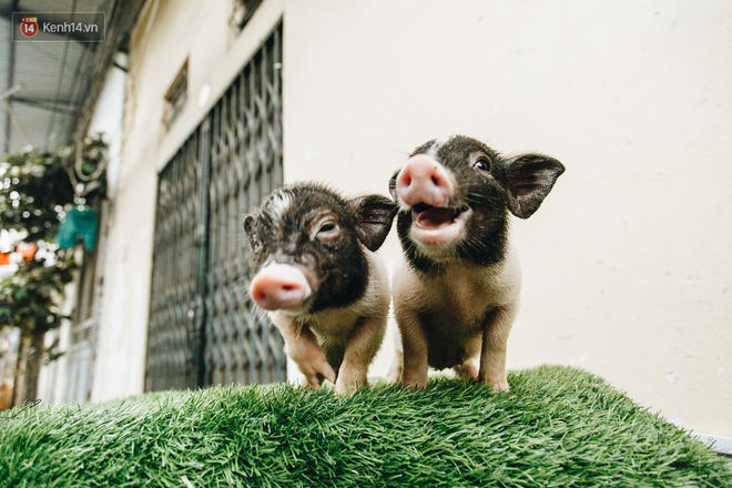 Giữa sức nóng dịch tả, giới trẻ Hà thành vẫn săn lùng lợn cảnh mini giá vài triệu làm thú cưng