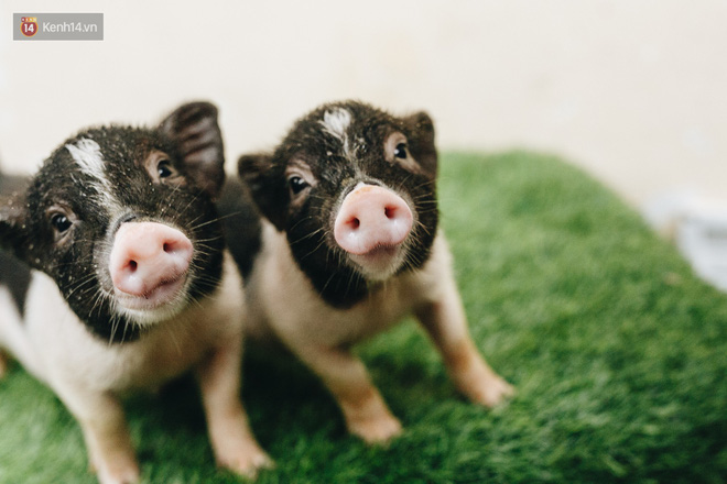 Giữa sức nóng dịch tả, giới trẻ Hà thành vẫn săn lùng lợn cảnh mini giá vài triệu làm thú cưng