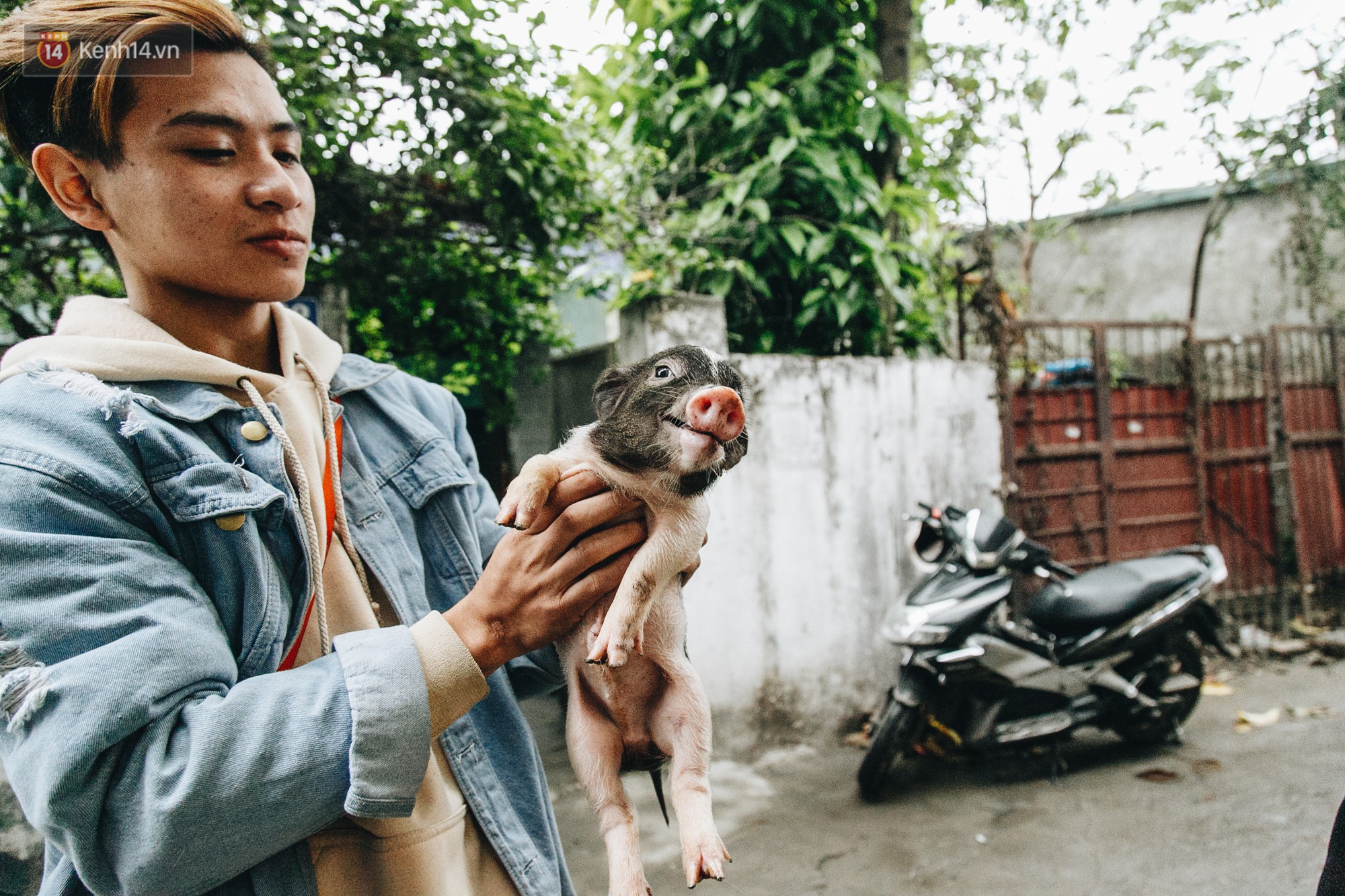 Giữa sức nóng dịch tả, giới trẻ Hà thành vẫn săn lùng lợn cảnh mini giá vài triệu làm thú cưng