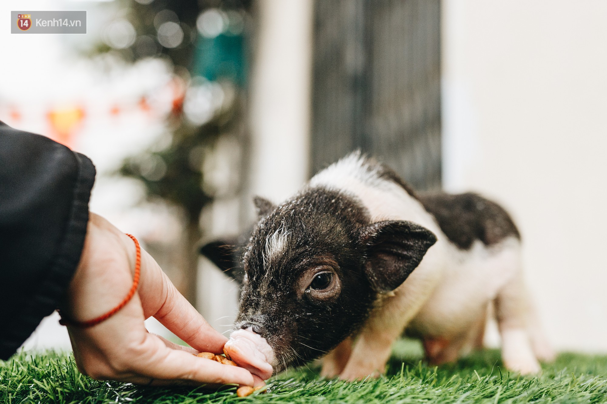 Giữa sức nóng dịch tả, giới trẻ Hà thành vẫn săn lùng lợn cảnh mini giá vài triệu làm thú cưng