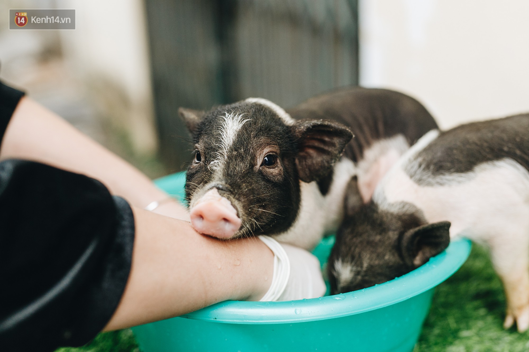 Giữa sức nóng dịch tả, giới trẻ Hà thành vẫn săn lùng lợn cảnh mini giá vài triệu làm thú cưng