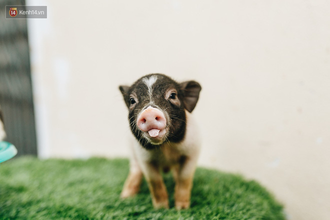 Giữa sức nóng dịch tả, giới trẻ Hà thành vẫn săn lùng lợn cảnh mini giá vài triệu làm thú cưng