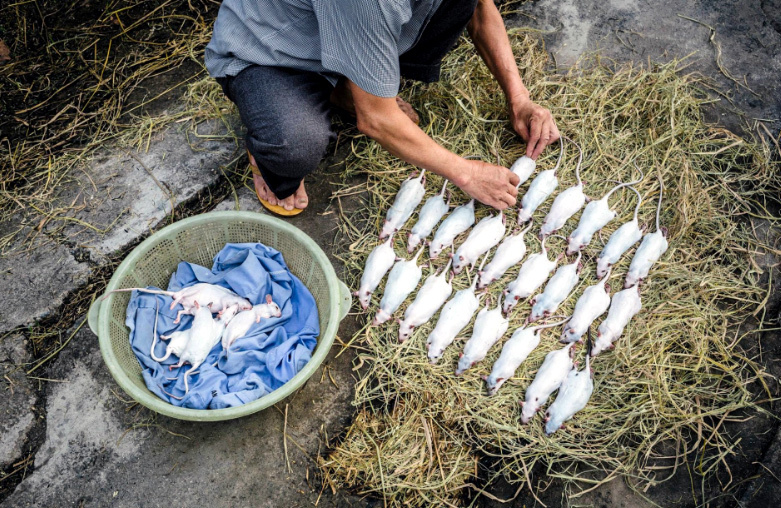 Thịt chuột Việt Nam ngon như phomai que: Tây liều thử rồi mê ngay