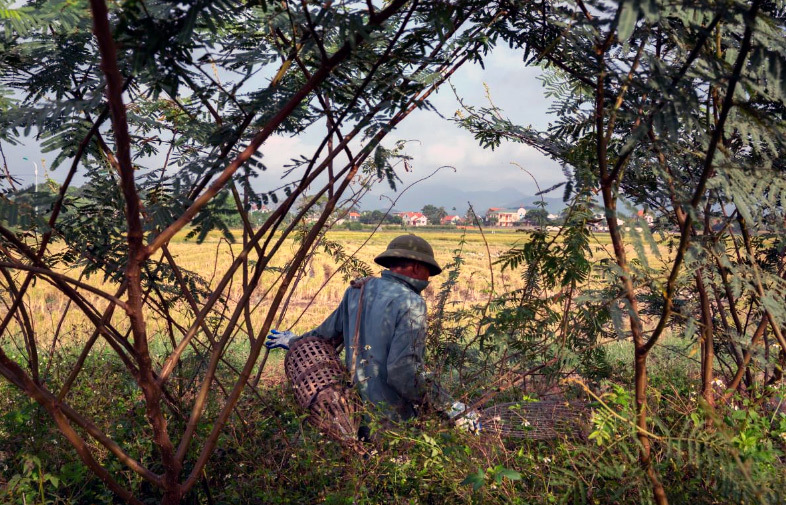 Thịt chuột Việt Nam ngon như phomai que: Tây liều thử rồi mê ngay