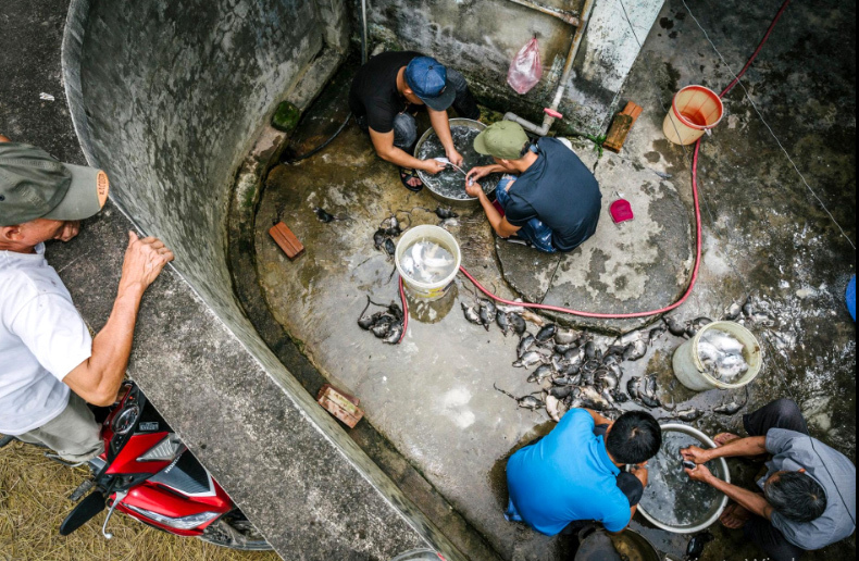 Thịt chuột Việt Nam ngon như phomai que: Tây liều thử rồi mê ngay