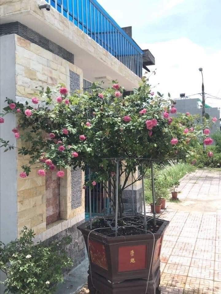 Lên mạng than thở vì mất gốc hoa hồng quý, thanh niên chẳng những không được an ủi lại còn bị bắng thậm tệ chỉ vì...