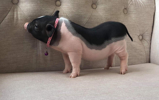 Khách ùn ùn hủy đơn, chấp nhận mất tiền triệu khi lợn mini nhập lậu Trung Quốc bị tuýt còi