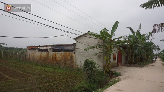 Dịch tả lợn nhốt người chăn nuôi trong những chiếc cũi trống không: Nhìn ra khu chuồng giăng mạng nhện, phủ vôi trắng là tôi lại khóc