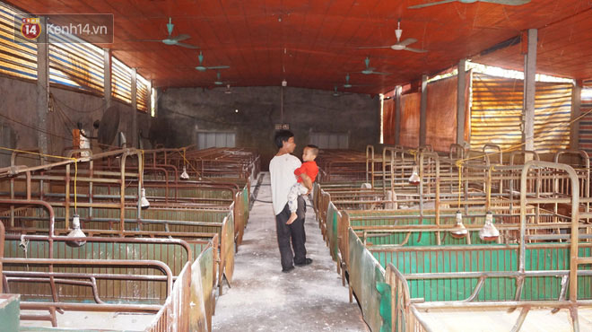 Dịch tả lợn nhốt người chăn nuôi trong những chiếc cũi trống không: Nhìn ra khu chuồng giăng mạng nhện, phủ vôi trắng là tôi lại khóc