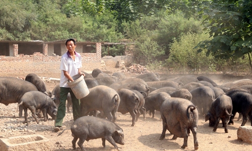 Nghi ngờ về tuyên bố chiến thắng dịch tả lợn châu Phi của Trung Quốc