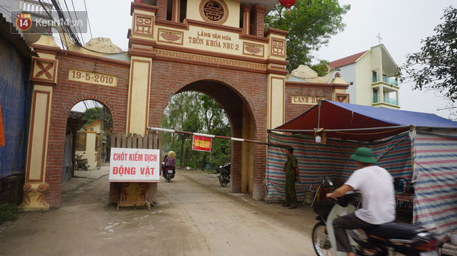 Dịch tả lợn nhốt người chăn nuôi trong những chiếc cũi trống không: Nhìn ra khu chuồng giăng mạng nhện, phủ vôi trắng là tôi lại khóc