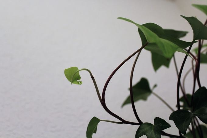 7 loại cây hữu ích giúp hút ẩm trong nhà khi trời nồm 7 loại cây hữu ích giúp hút ẩm trong nhà khi trời nồm