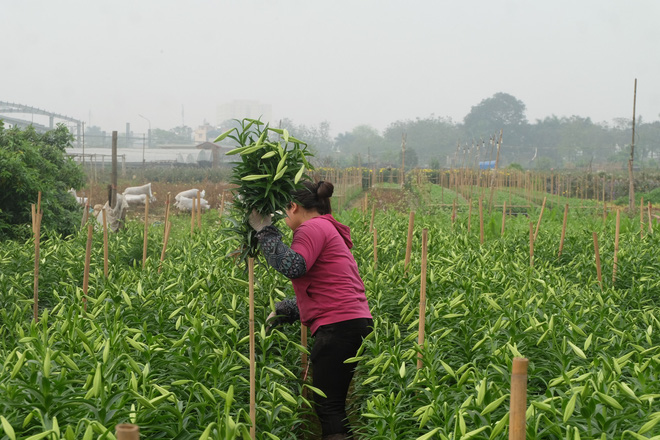 Loài hoa hái ra tiền bỗng dưng mất tích ở thủ phủ hoa Tây Tựu?