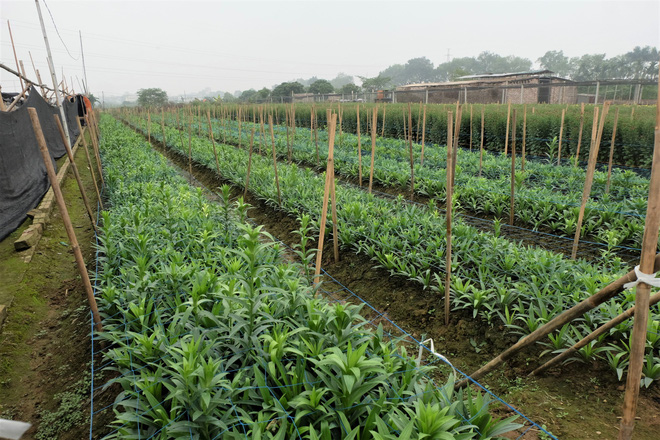 Loài hoa hái ra tiền bỗng dưng mất tích ở thủ phủ hoa Tây Tựu?