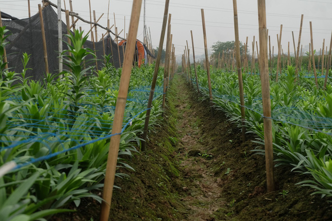 Loài hoa hái ra tiền bỗng dưng mất tích ở thủ phủ hoa Tây Tựu?