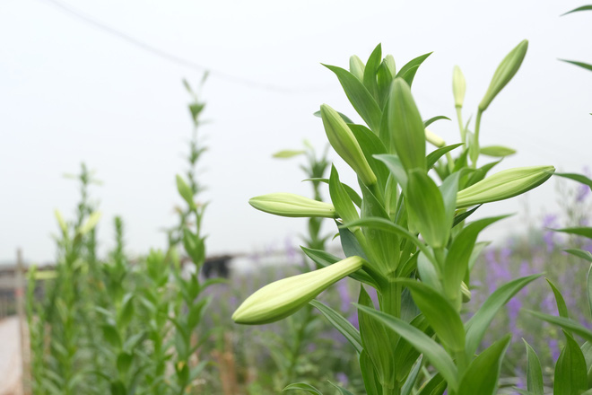 Loài hoa hái ra tiền bỗng dưng mất tích ở thủ phủ hoa Tây Tựu?