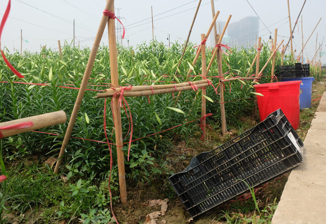 Loài hoa hái ra tiền bỗng dưng mất tích ở thủ phủ hoa Tây Tựu?