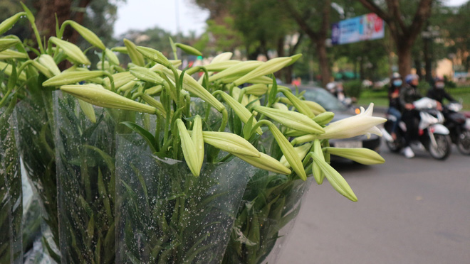 Loài hoa hái ra tiền bỗng dưng mất tích ở thủ phủ hoa Tây Tựu?