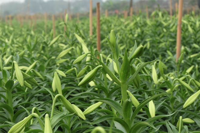 Loài hoa hái ra tiền bỗng dưng mất tích ở thủ phủ hoa Tây Tựu?